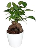 Bonsai Ficus Ginseng in vaso ceramica diametro 11 cm. altezza pianta 25 cm, pianta vera