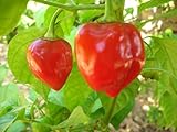 Habanero Red Savina, 30 Semi Selezionati a Mano