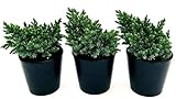 POWERS TO FLOWERS - JUNIPERUS BLUE STAR, GINEPRO, 3 PIANTE Vaso 13cm, piante vere