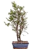 Bonsai - Taxus baccata, tasso europeo, gruppo 3 201/221