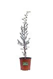 Pianta di Ginepro Rosso Pianta di Juniperus Oxycedrus pianta da esterno Albero di Ginepro pianta conifera pianta vera Albero di Ginepro ornamentale pianta da giardino venduta da eGarden.store