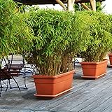 Semi Bamboo Vaso (Phyllostachys Edulis), Friendly Pianta Ornamentale, Semi Varietà Precoce Facili Da Coltivare Semi Bambù Piante Decorazione Piante Vere Da Esterno - 40 Pezzi