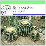 SAFLAX - Cuscino della suocera - 40 semi - Echinocactus grusonii