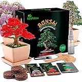 BonPrime Bonsai Kit Avvio - Set per Principianti - 4 Tipi di Alberi, 4 Vasi in Bambù, 4 Pellet di Torba, 4 Marcatori per Piante, Pinze e Spray per l Acqua (Bonsai Kit)