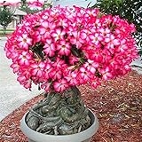 Bloom Green Co. 100% vero deserto Rosa dei bonsai piante ornamentali Balcone Bonsai Fiori in vaso DrawF Adenium Obesum Bonsai -1 Particelle/lot