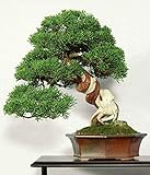 CINESI JUNIPER - 50 semi - Juniperus chinensis BONSAI