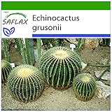 SAFLAX - Cuscino della suocera - 40 semi - Con substrato - Echinocactus grusonii