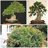 Portal Cool 50 Seeds Of Punica granatum Nana, Melograno Nano, Bonsai Seeds C