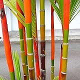100Pcs Phyllostachys Pubescens Semi di bambù Piante da giardino per la casa Decorazioni ornamentali per piantare giardini Semi Di Bambù Colorati