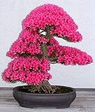 Bonsai - Azalea 35 + bellissimi semi