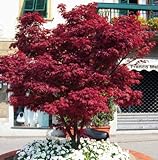 Acero Rosso Giapponese, Acer Palmatum Fireglow, Pianta in Vaso ø 22 cm, Pianta vera, Vivaio di Castelletto