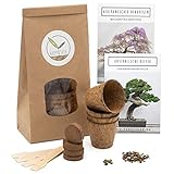 Bonsai Kit incl. eBook GRATUITO - Starter Set con vasi di cocco, semi e terra - idea regalo sostenibile per gli amanti delle piante (Wisteria + Pino Australiano)