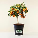 Kumquat "Fortunella margarita" mandarino cinese pianta in vaso ø22 cm Vivaio di Castelletto