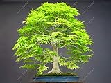 Bloom Green Co. Pianta in vaso bonsai 100% vera pianta di acero rosso Bonsai giapponese, 20 pc/pacchetto, molto bella Albero coperto: 1