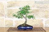 Bonsai di Olmo Cinese vaso cm. 15