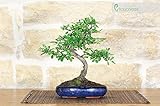 Pollice Verde - Bonsai di Olmo Cinese - Tronco a "S" - Altezza 20 cm - Vaso Smaltato Blu, Dimensione 15x9 cm - Perfetto per regali, occasioni aziendali ed eventi