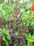 50 Graines de Basilic sacré Ocimum tenuiflorum, Purple Holy Basil, Tulsi Seeds