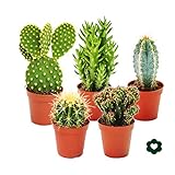 5 different Cactus - small collection - 5,5cm