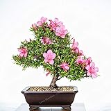 Bloom Green Co. 100 PCS Rare Bonsai Azalea Bonsai perenne fiore bonsai Beautiful Plant seeds copertura del fiore bonsai del fiore del fai da te impianto Casa Giardino: 14