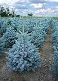Abete Blu, Pino Argentato Picea Pungens Super Blue Seedling, Pianta in Vaso ø 14 cm, Albero di Natale, Vivaio di Castelletto