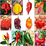 120 Semi Peperoncino In 12 Varietà Delle Più Gustose Del Mondo, Collezione CLASSICA + Guida: CAROLINA REAPER, SCORPION, BHUT JOLOKIA, HABANERO, PINK TIGER, TABASCO, CAYENNA, JALAPENO e CALABRESE