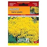 Alisso nano giallo (Semente)