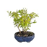 KENTIS - Bonsai Melograno - Bonsai Punica Granatum - Piante Vere da Esterno - Vaso Artigianale in Ceramica - H 30-35 cm Vaso Ø 15 cm