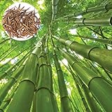 Semi per piantare, 200 semi di bambù giganti da giardino, cortile, campo, decorazione per la casa, semi di bambù