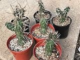 Portal Cool Tephrocactus articulatus VAR. Papyracanthus