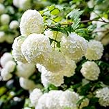 Viburno palla di neve "Viburnum opulus", Pianta in Vaso ø19 cm h. 80/120 cm circa, Fiore da esterno, Vivaio di Castelletto