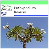 SAFLAX - Palma del Madagascar - 10 semi - Pachypodium lamerei