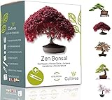 Cultivea Mini - Bonsai Ready-to-Grow Kit - Semi francesi 100% ecologici - Giardino e decorazione - Idea regalo (Mela rossa, Cercis cinese, Ginepro, Liquidambar, Abete rosso)