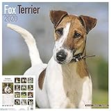 Fox Terrier