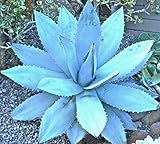 20 Agave titanota Blue plant seeds