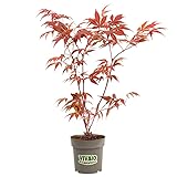 Acero rosso giapponese"Acer palmatum Momiji", Pianta in Vaso, Albero vero h 120/150 cm Vivaio di Castelletto