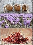 20 Bulbi di Zafferano Sardo (Crocus sativus) circonferenza 10/+ cm