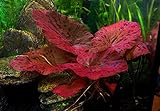 1 bulbo di pianta viva per acquario, ninfea rubra rossa, fiore di loto, pianta tropicale per acquario, ottimo nascondiglio per pesci