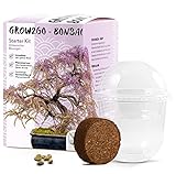 GROW2GO Bonsai Kit incl. eBook GRATUITO - Starter Set con mini serra, semi e terra - idea regalo sostenibile per gli amanti delle piante (Wisteria)