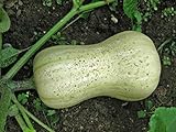 25 semi di Waltham Butternut Squash - Cucurbita moschata