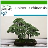 SAFLAX - Ginepro cinese - 30 semi - Con substrato - Juniperus chinensis