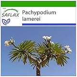 SAFLAX - Palma del Madagascar - 10 semi - Con substrato - Pachypodium lamerei