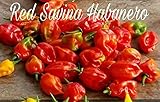 (25+) Semi Red Savina Habanero Pepper