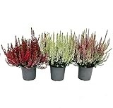 Calluna vulgaris – Set di 3 piante – Ginestra – Pianta erica – Resistente – Vaso da 11 cm – Mix di colori