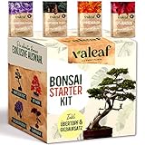 valeaf Bonsai Starter Kit I Bonsai, set per la coltivazione di bonsai, regalo per il tuo albero di bonsai, set per la coltivazione di piante d appartamento, con 4 varietà di semi di bonsai, accessori