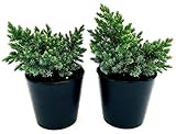 POWERS TO FLOWERS - JUNIPERUS BLUE STAR, GINEPRO, 2 PIANTE Vaso 13cm, piante vere