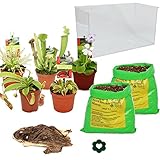 Carnivorous Plants - Aquarium for planting at home - large