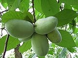 1 PIANTA di ASIMINA TRILOBA BANANO di Montagna del Nord