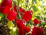 Habanero Red Savina CALDO. 30 + sementi biologiche e isolati freschi