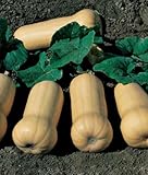 100 semi Waltham Butternut Zucca invernale