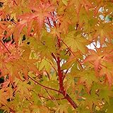 Acero rosso giapponese "Acer palmatum Sango Kaku" pianta in vaso ø20 cm Vivaio di Castelletto